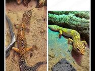 Leopardgeckos mit oder ohne Terrarium - Hofgeismar