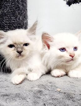 Heilige Birma Kitten - Overath
