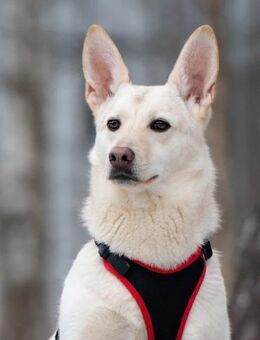 Vorsichtiger Theo sucht tolles Zuhause - Duisburg