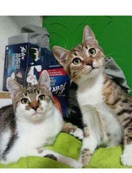 🐾Tolle Brüder Chris & Robin🐾 - Eislingen (Fils)