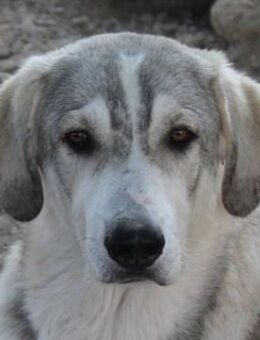 Lykos, geb. ca. 12/2023, GRIECHENLAND - Markdorf