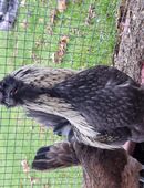 Hahn, Araucana, Araucana Mix in 89284