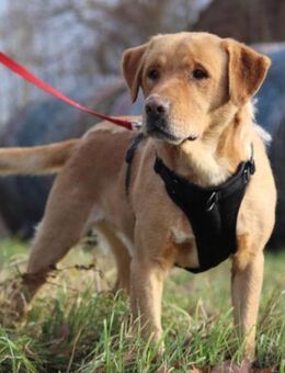Roki 💗 lieber,verschmuster Familienhund - Hamburg