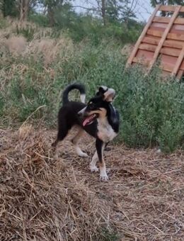 Anni; fast tot gebissen - Geilenkirchen