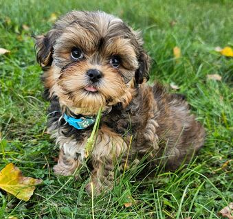 Shih-Tzu/Yorkshire Welpen