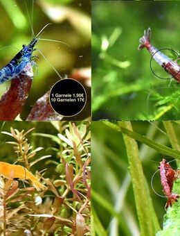 Zwerggarnelen, reinerbig, ab 0,90€ (Versand/ Abholung) - Mechernich