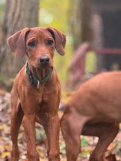 1 Hündin frei reinrassig Rhodesian Ridgeback Welpe kinderlieb, verschmust