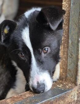 LOTTE ~träumt von einem weichen Körbchen - Duisburg
