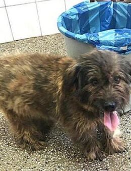 August ist so freundlich und zugänglich! - Karben