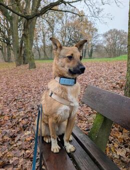Siri - kleines Fuchsherz - Löwenberger Land