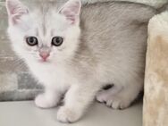 BKH-Kitten - Kirn