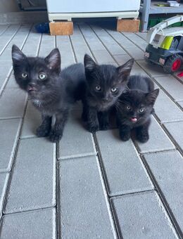 Katzenkinder zu verkaufen - Tanna