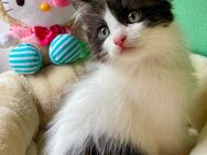 Reinrassiger Ragdoll Kater Bicolor Solid - Dingolfing