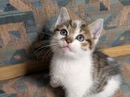 Babykatze stubenrein - Ahorn (Baden-Württemberg)