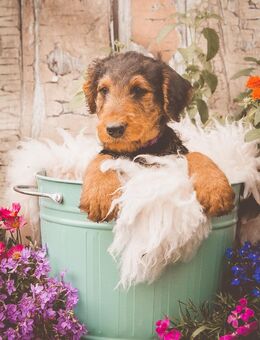 5 süße freche Airedale-Terrier - Rüden (Welpen) suchen ihr aktives für-immer-Körbchen - Kretzschau