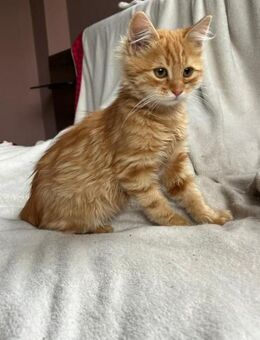 COSMO&MERLIN - Zwei kleine Diamanten! - Sulzbach-Laufen