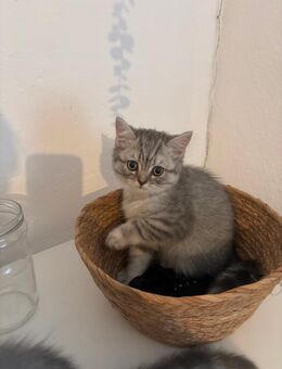 BKH Kitten dürfen ausziehen - Bönen