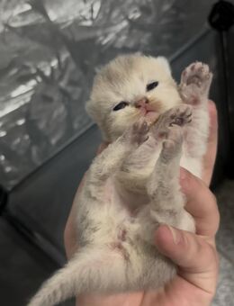 Britisch kurzhaar kitten - Duisburg