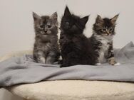 Maine Coon Kitten ohne Stammbaum - Bächingen (Brenz)