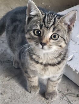 Kätzchen - Mücheln (Geiseltal)