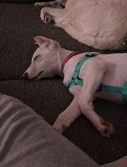 Victoria sucht ein zuhause - Dortmund