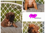 B*Süße Boxer-Bordeaux-Dogge-Mix-Welpen - Melle