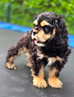 Amerikan Cocker Spaniel Rüde Welpe - Zeven