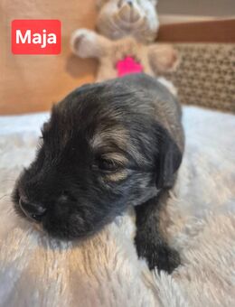 Golden Retriever Mix Welpen - Wathlingen