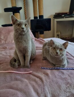 Reinrassige BKH Kitten / Jungkatzen - Berlin