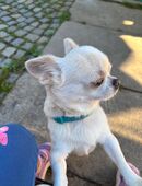 Liebevoller Männlicher Chihuahua in 94496