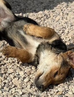 Senta: eine coole Socke! - Duisburg