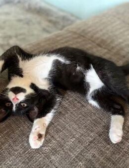 6 Monate alter Kater Dringend - Mettmann