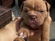 Old English Bulldog 9 Welpen, ab 2200 Euro - Ingolstadt
