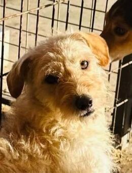 Fredi wünscht sich eine Chance - Nordwalde