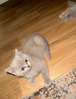 1 verspieler Bkh Kater sucht ein neues Zuhause - Bremen