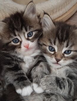 Sehr verschmuste Sibirische Katzen - Limeshain
