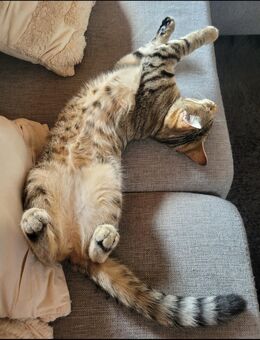 ❤️ Lilly & Emmi - zwei Walkatzen - Mix Schwestern suchen ein neues Zuhause - Hamm