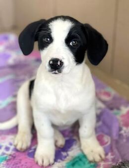 Emba sucht ab Januar ein Zuhause - Alfdorf