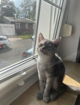 Babykater zum abgeben - Bochum