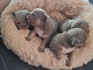 Französische bulldogge welpen isabella - Emden