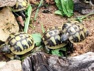 Süße Schildkröten - reservieren sie griechische Landschildkröten 2024 mit Cites Papieren - Weiden (Oberpfalz) Zentrum