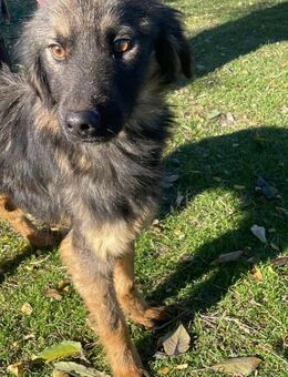 Henry -bildhübscher Bub sucht genau DICH - Overath