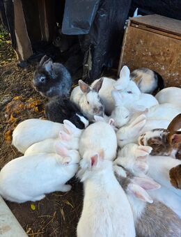 Wir suchen ein schönes neues Zuhause - Lelkendorf