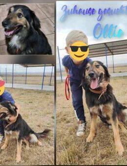 Traumbursche Ollie❤️🍀 - Mannheim