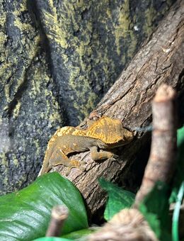 Kronengecko Jungtiere - Merseburg