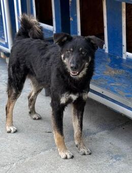 🆘Freundlicher Jack in Not🆘 - Eislingen (Fils)