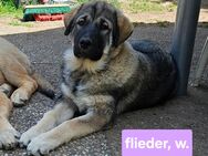 Leonberger-Malamute Mix Welpen - Paderborn