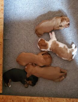 Cavalier King Charles Spaniel Welpen - Oranienburg