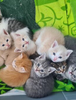 * Abgabebereit * BKH Kitten Reinrassig - Hagen (Stadt der FernUniversität)