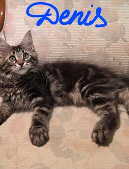 Maine-Coon Kitten Junge sucht ab sofort ein neues Zuhause - Wetterzeube